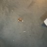 loft hatch