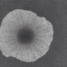 CiroQuell