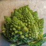mosscoat9