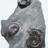 rivethabit