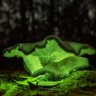 algaeunit4
