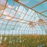SabinHex