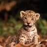 AminSide