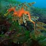LanternGus