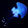 ColdSocket
