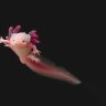 oxidehiss