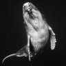 minnowc9
