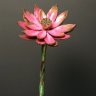 LenaMorse2