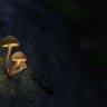 TheoNiche