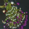 CleoDisk9