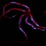 NoraMains