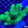 IrisLab6
