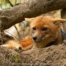 akmal_73