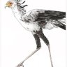 OtisMorse