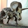BrunoDisk5