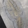 PistonCory