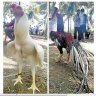 Lurven