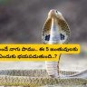 LateBusFran