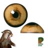 AlmaChisel