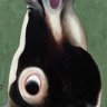 JaxWobble