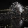 blurdept