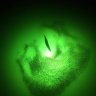 algae.dot2