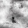 softfocusian