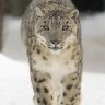 uncleced