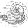 EsmeCam6