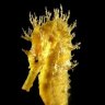 MoHarker