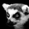 dialtone37