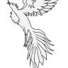 javed81