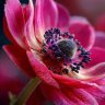 fernpath9