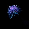NiaCam4
