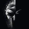 shedman81