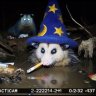 PawnLane