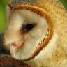 ZoranQuill