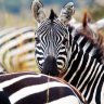 gridhabit