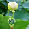 CalvinLeaf