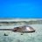 MaraCue