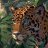 lanmoth2