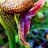 CarmenPluck