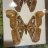 caleb8v