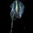 siphon6