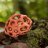 BitplaneWes