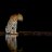 NoaTransfer
